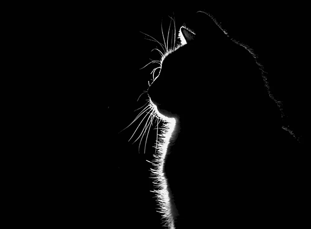 Lion black white