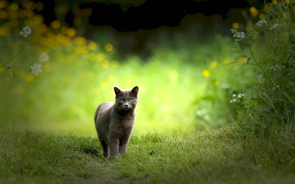 Cat in the nature