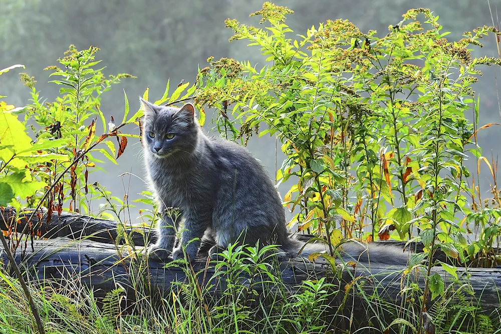 Cat outdoors