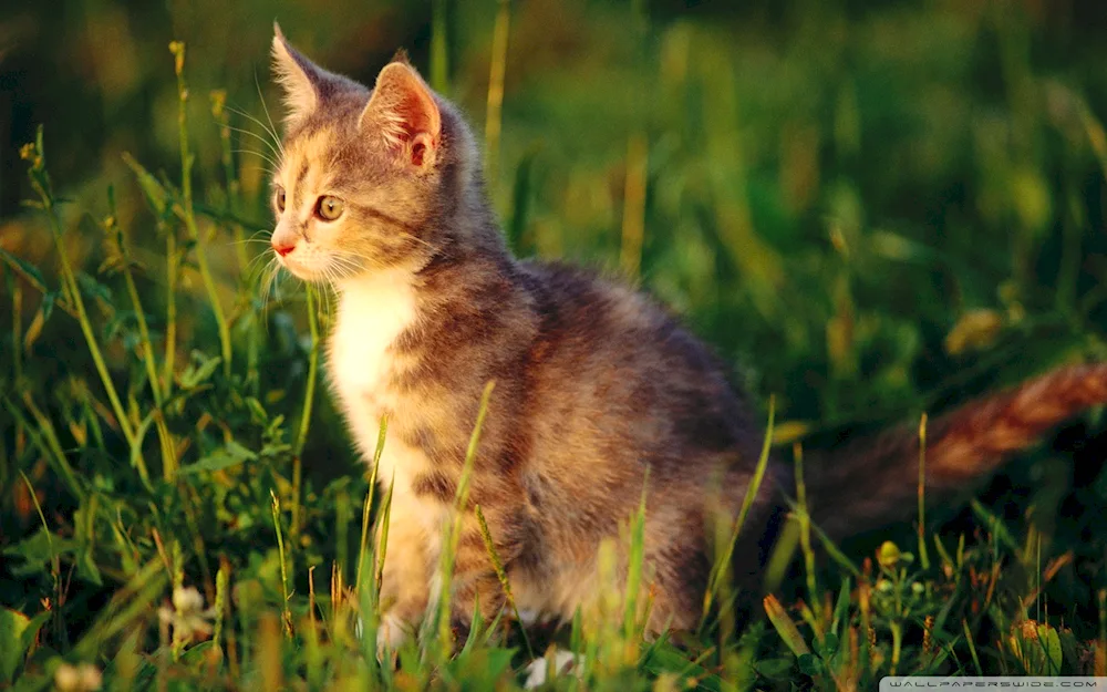 Maine Coon cat. coon