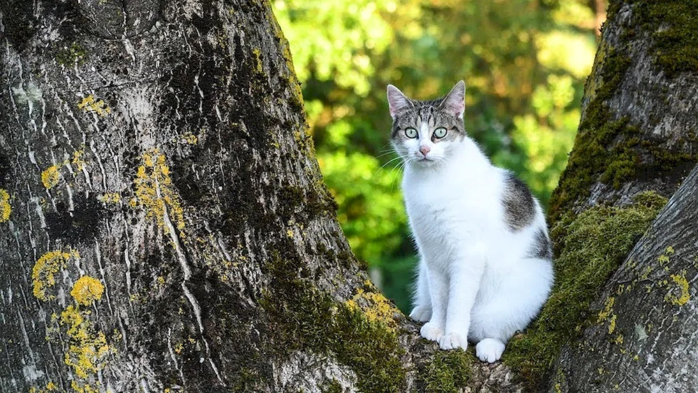 Grey white cat