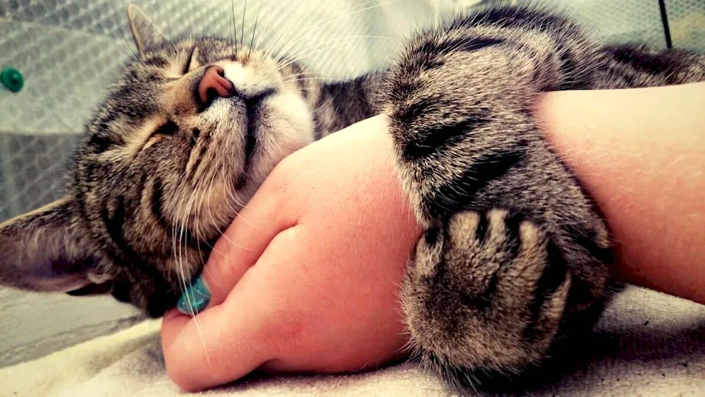 Cat in Arms