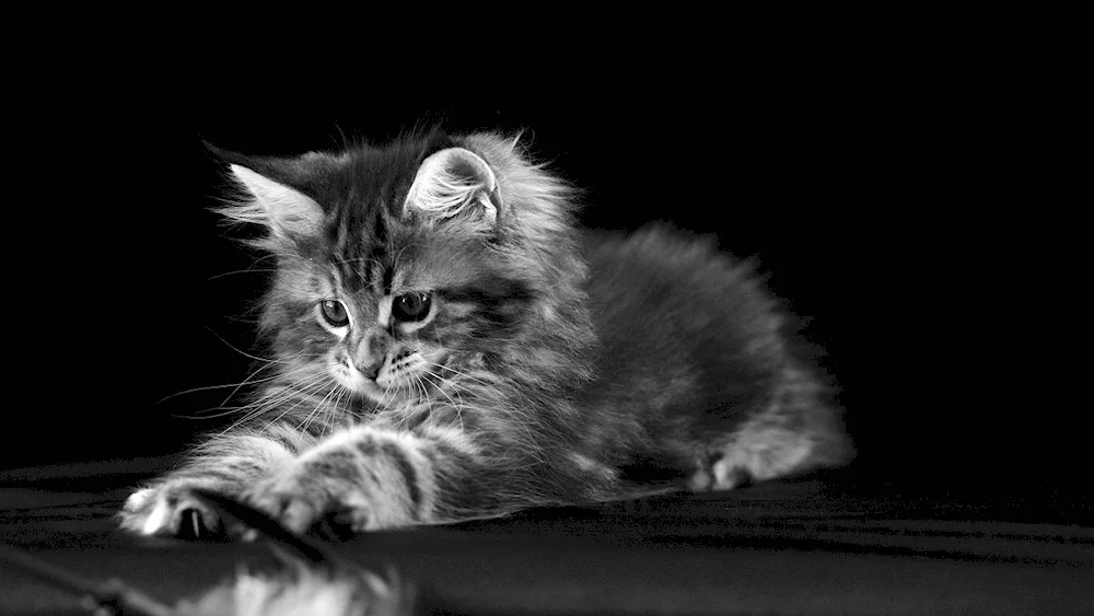 Cat on a dark background