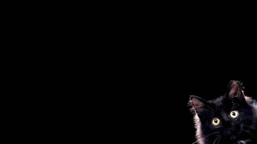 Cat on a dark background