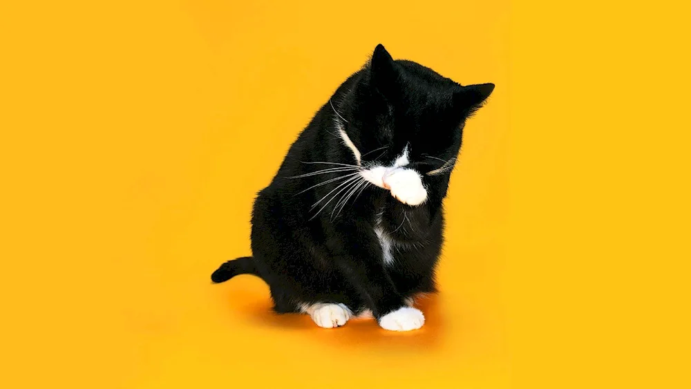 Brown-eyed cat on a yellow background