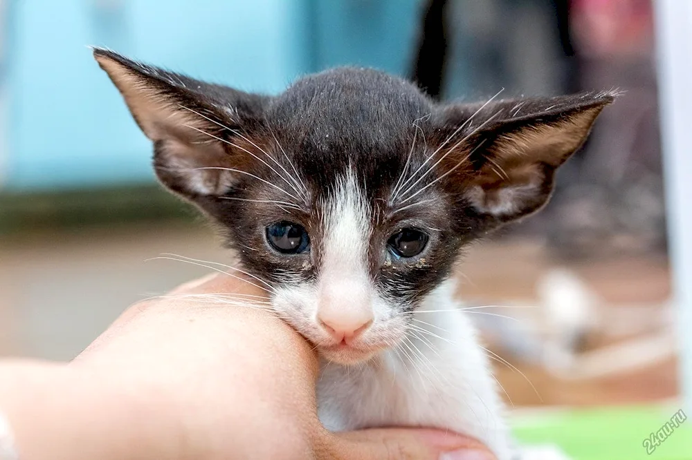 Oriental cat Georgian