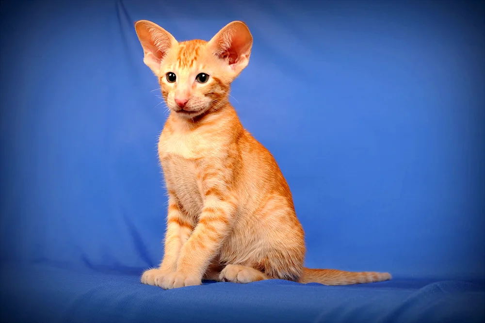 Oriental shorthair cat