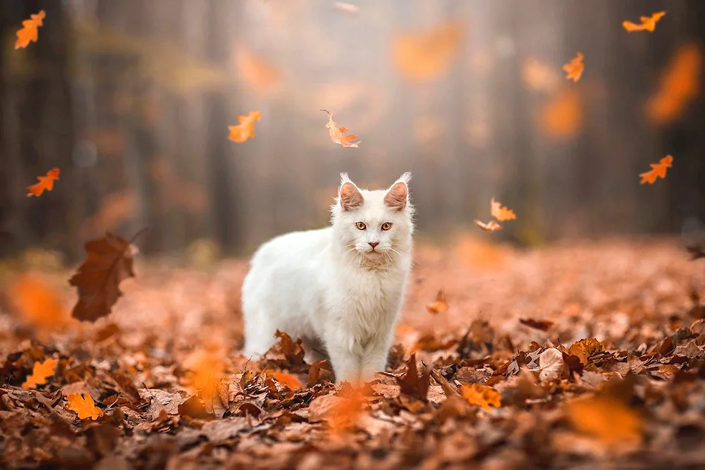 Autumn Cat