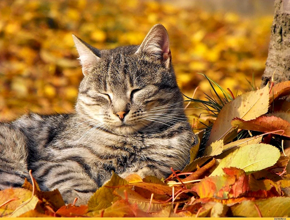 Autumn Cat