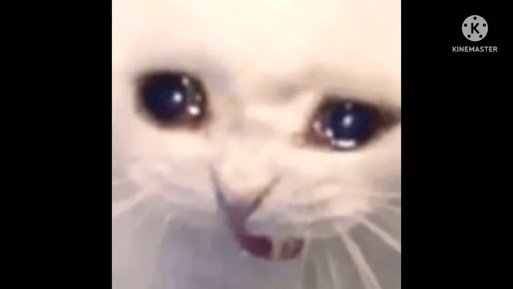Cat Crying