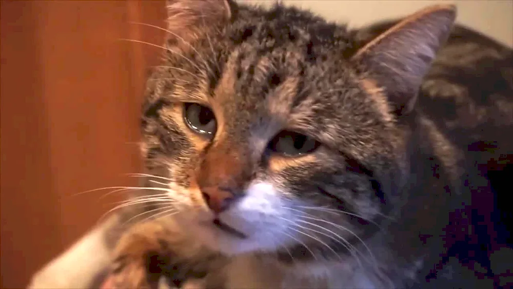 Cat crying