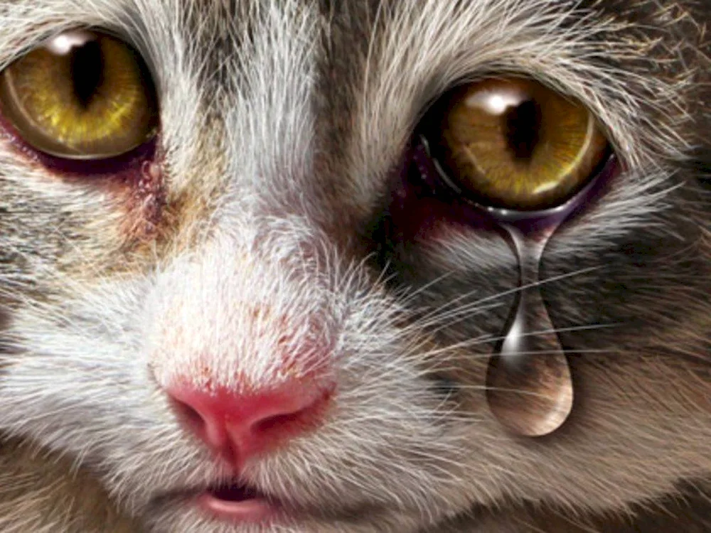 Cat Crying