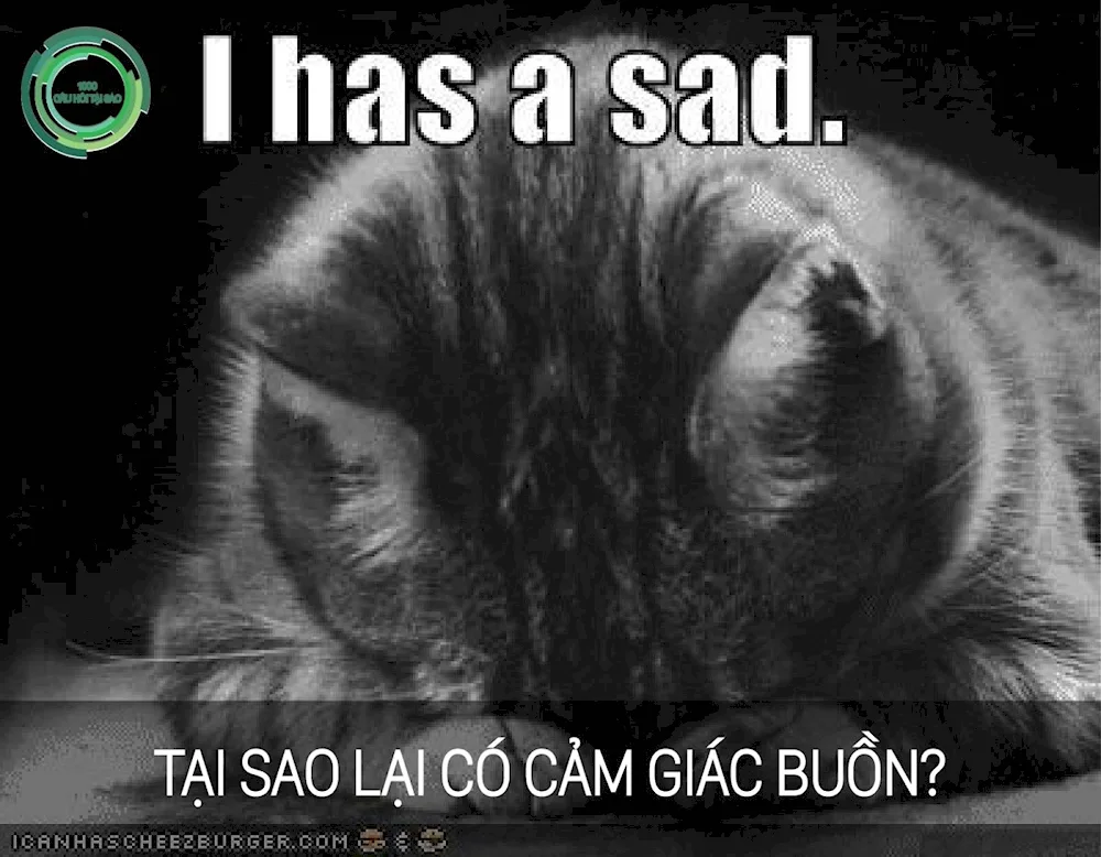 Cat crying