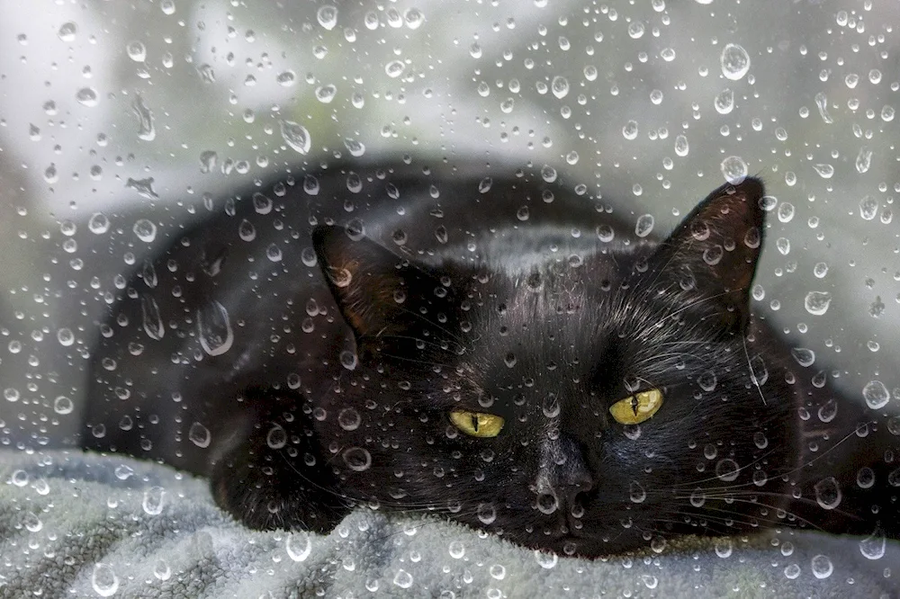 Wet cat