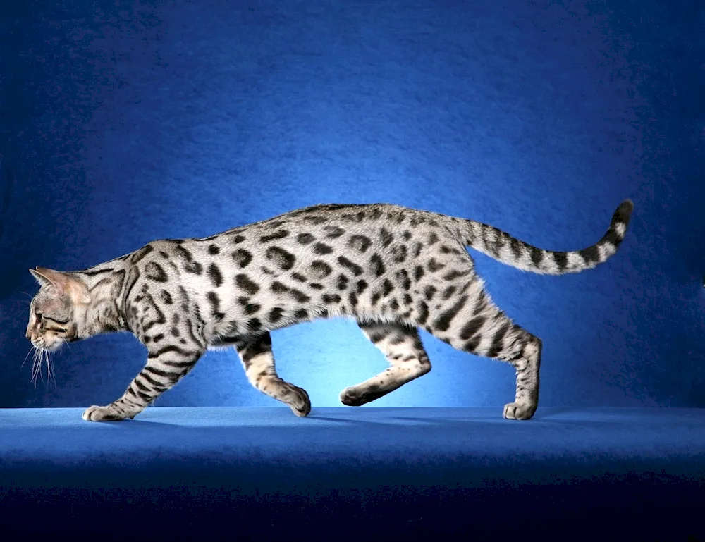 Leopard background