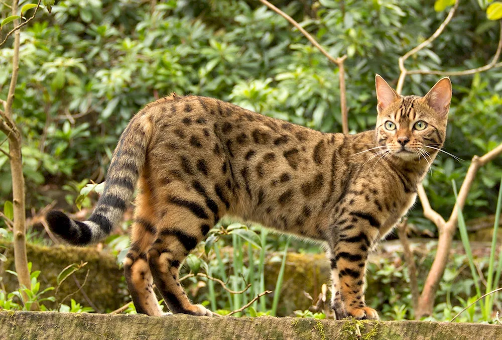 Balinese Ragdoll cat