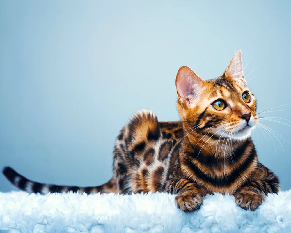 Bengal cat