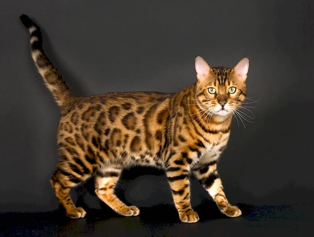 Bengal cat