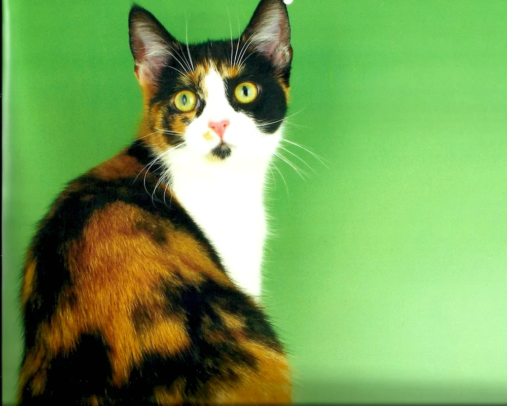 Calico cat breed