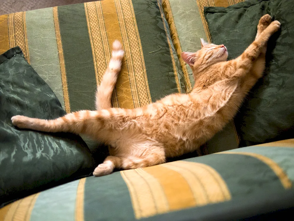 Cat stretching