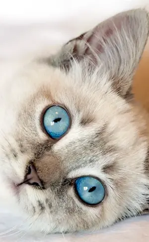 Blue-eyed Ragdoll cat