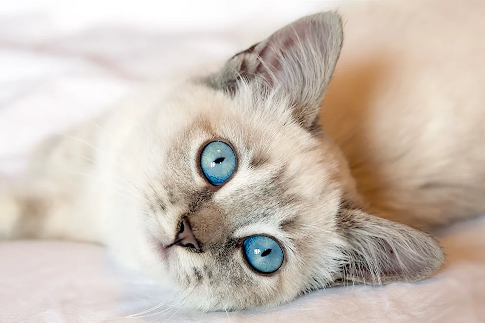 Blue-eyed Ragdoll cat