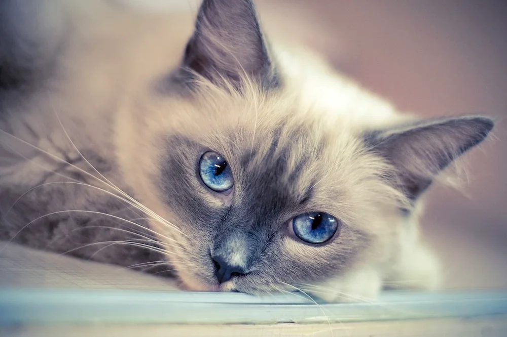 Ragdoll cat blue-eyed