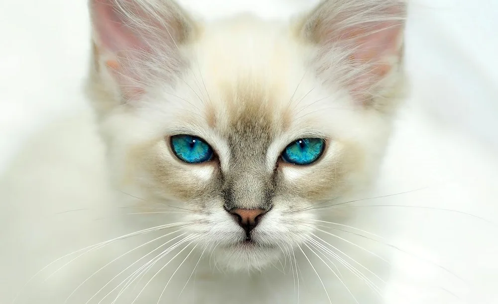 Green-eyed cat