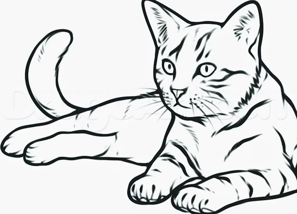 Cat drawing