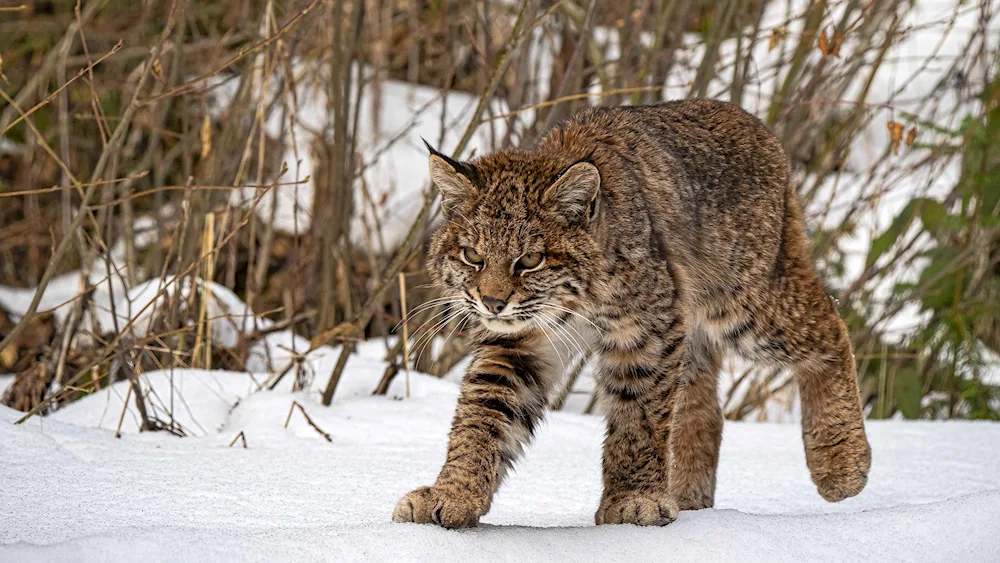 Canadian Lynx