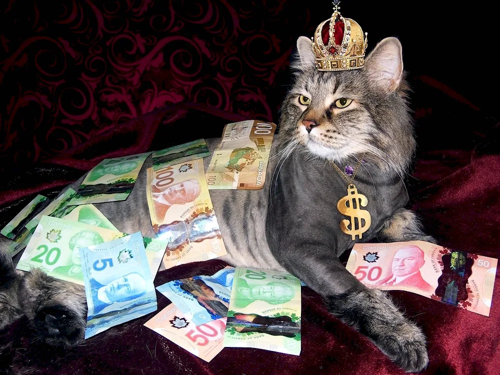 Money cat