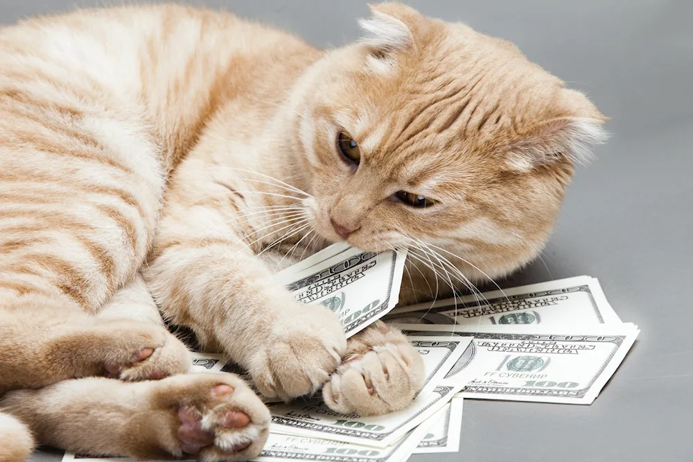 Money cat