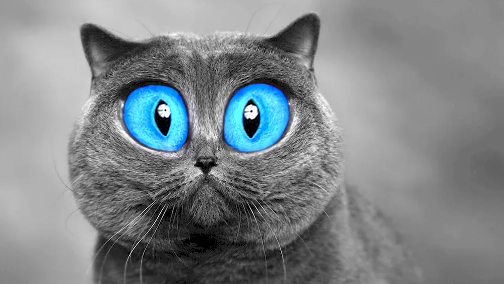 Cat with blue eyes