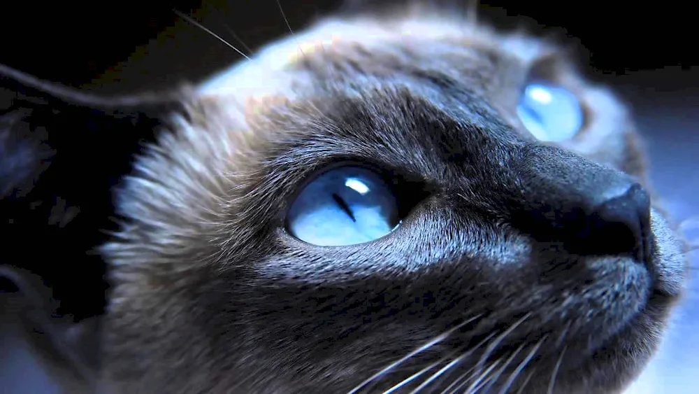 Blue-eyed cat