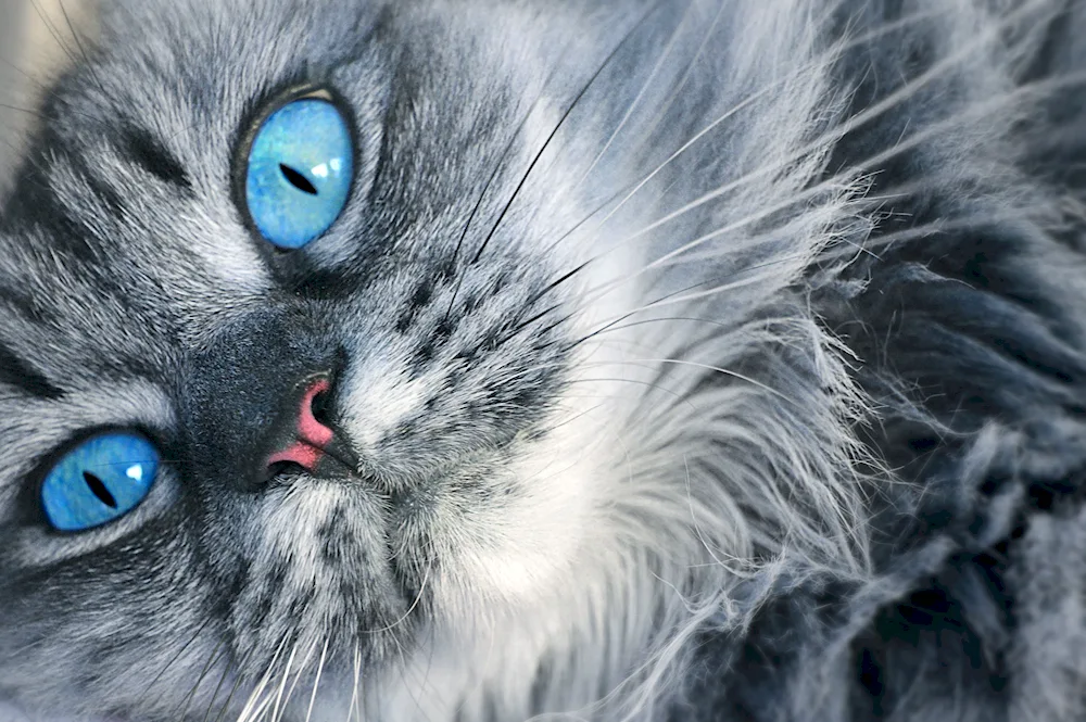 Cat with blue eyes