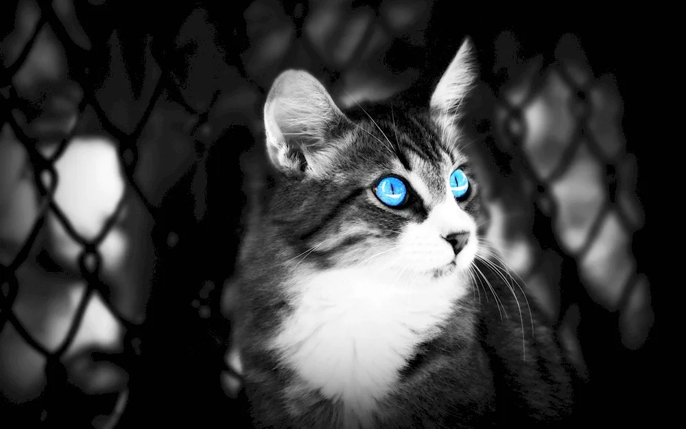 Blue-eyed cat