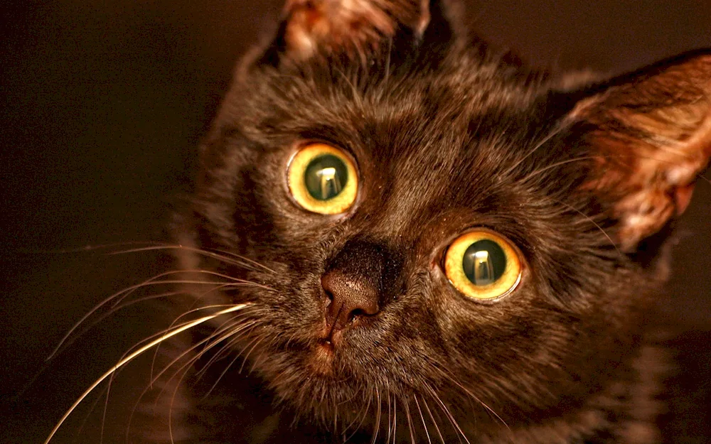 Scottish lop-eared cat black