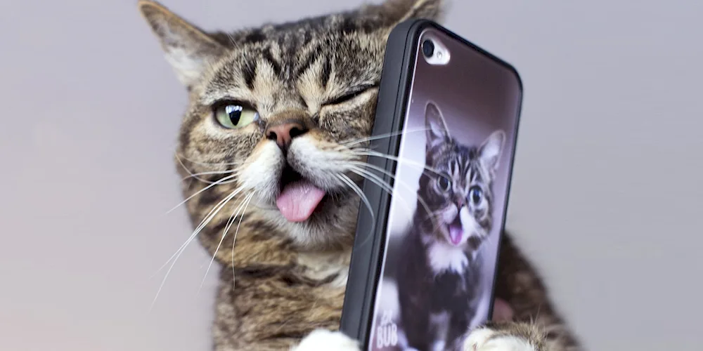 Cat with a mobile phone