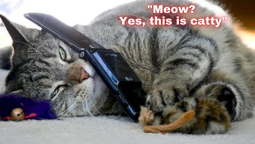 Cat with a phone