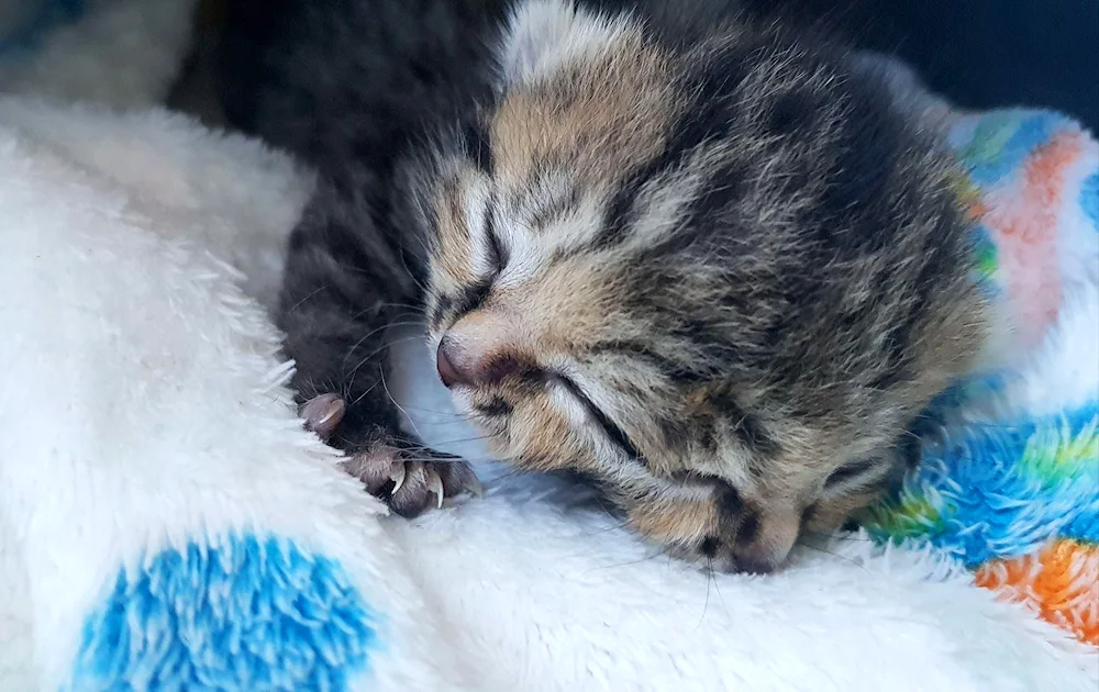 Cute little cats just born