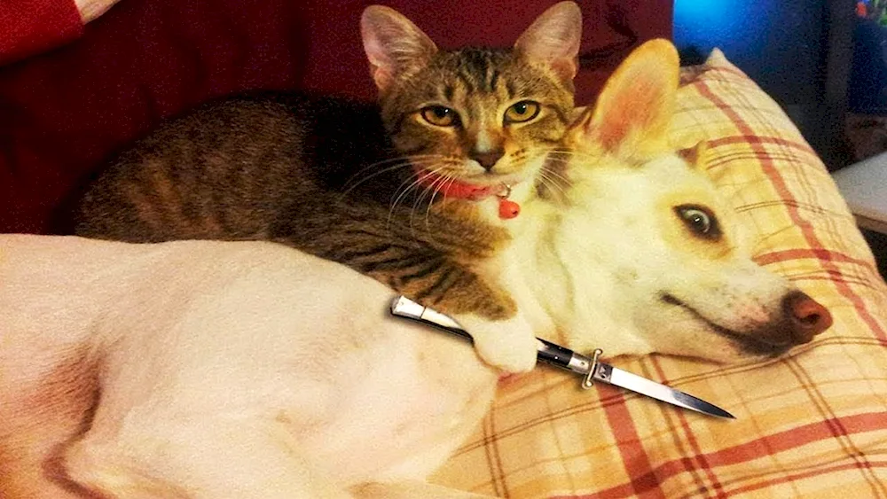 Cat selfies with dogs