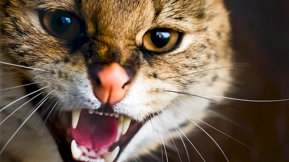 Cat with an open mouth