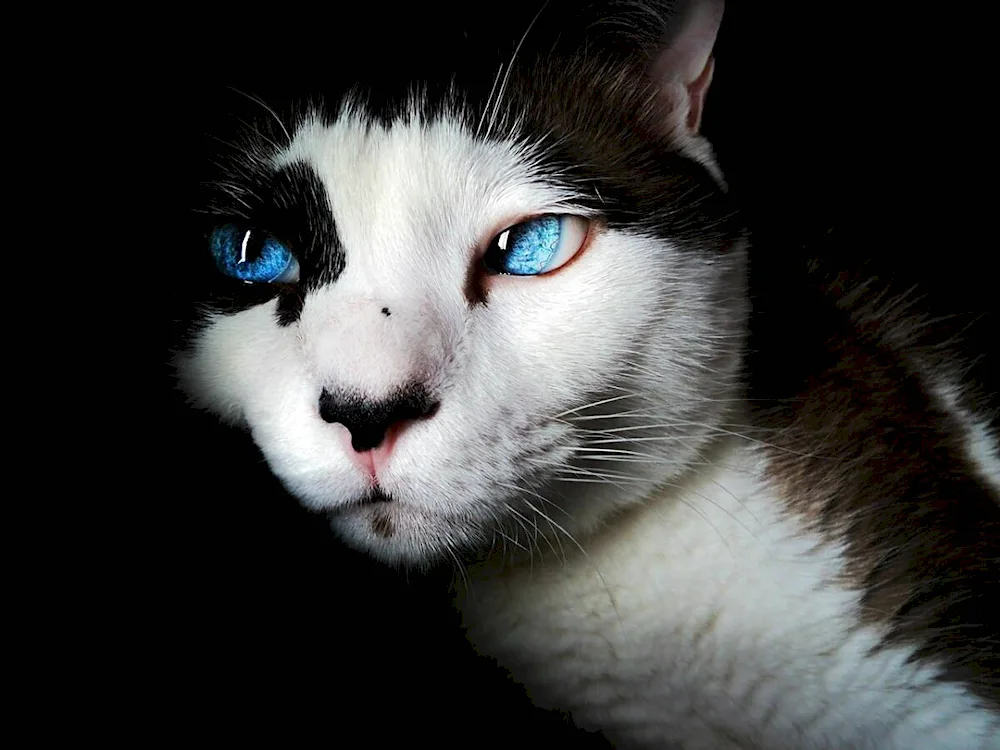 Blue-eyed cat