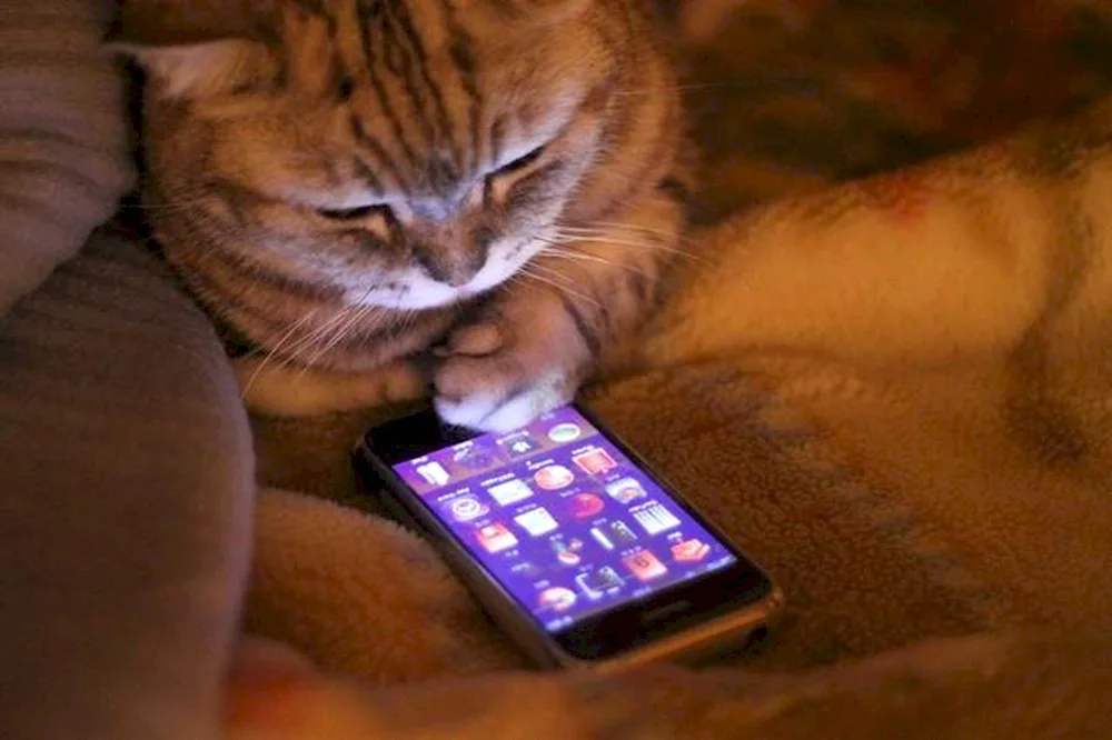 Cat with a phone