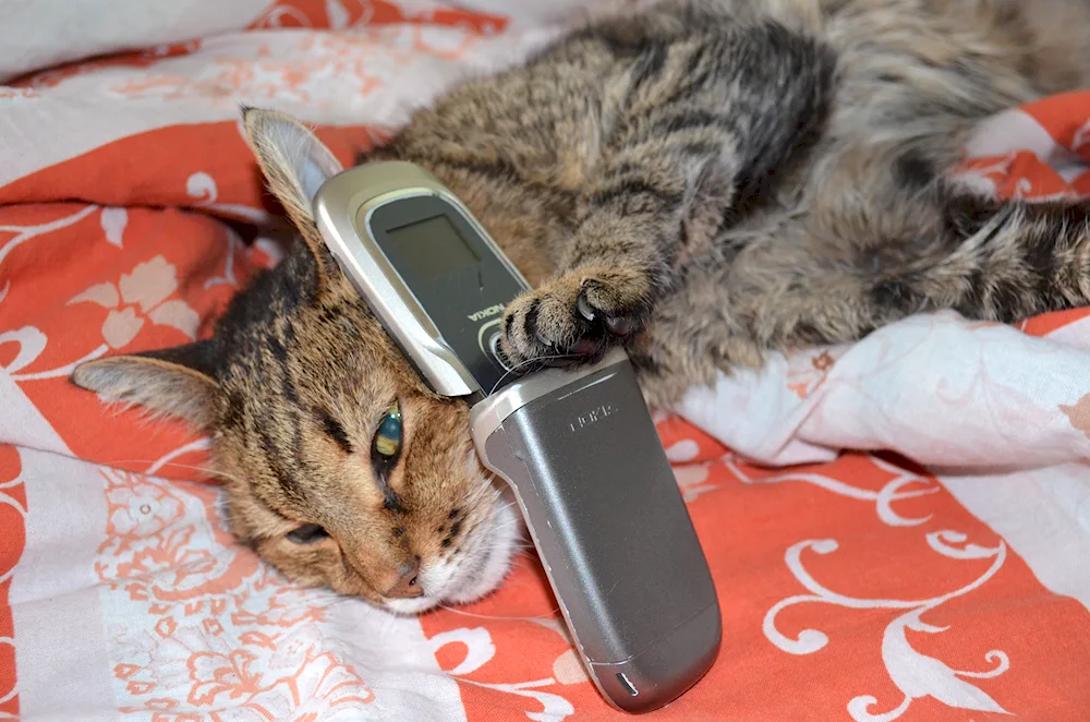 Cat with a phone