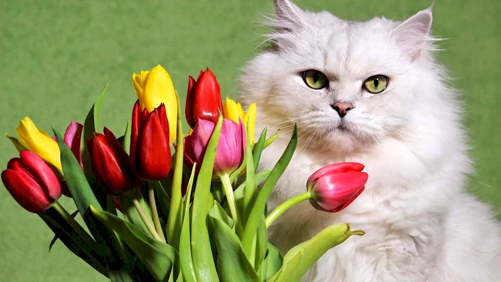 Cat with flower