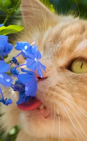 Cat with flowers