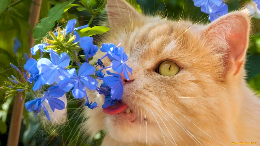 Cat with flowers