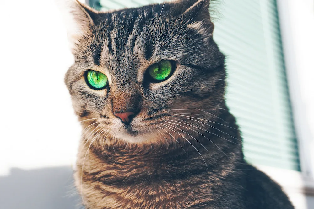 Grey cat with green eyes