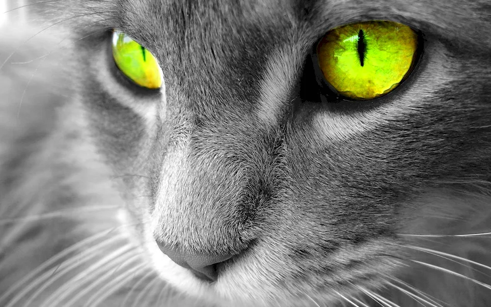 Cat with green eyes